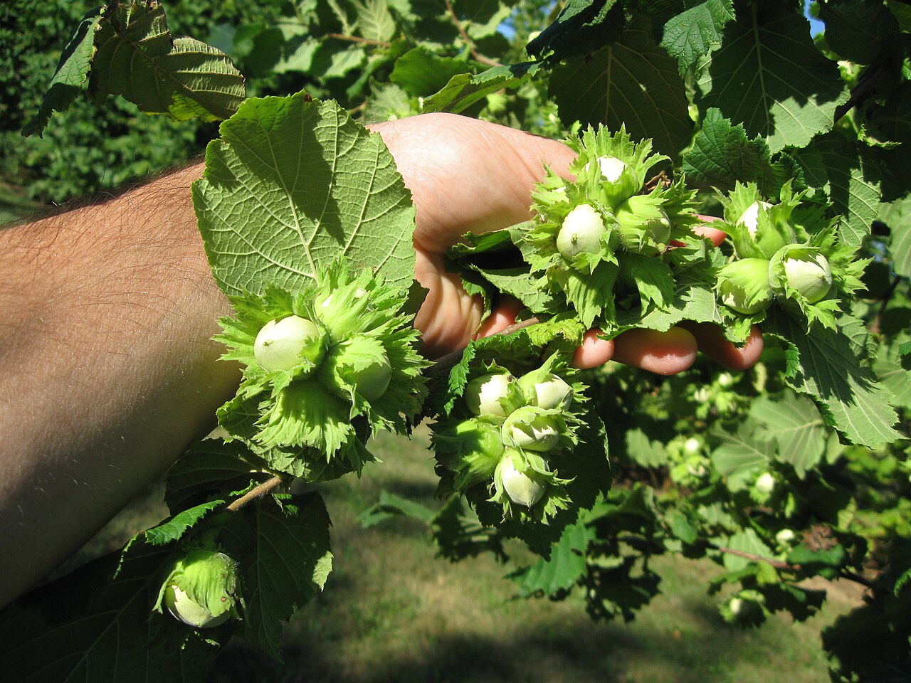 Grana lijeske (Corylus avellana) s plodovima u nasadu