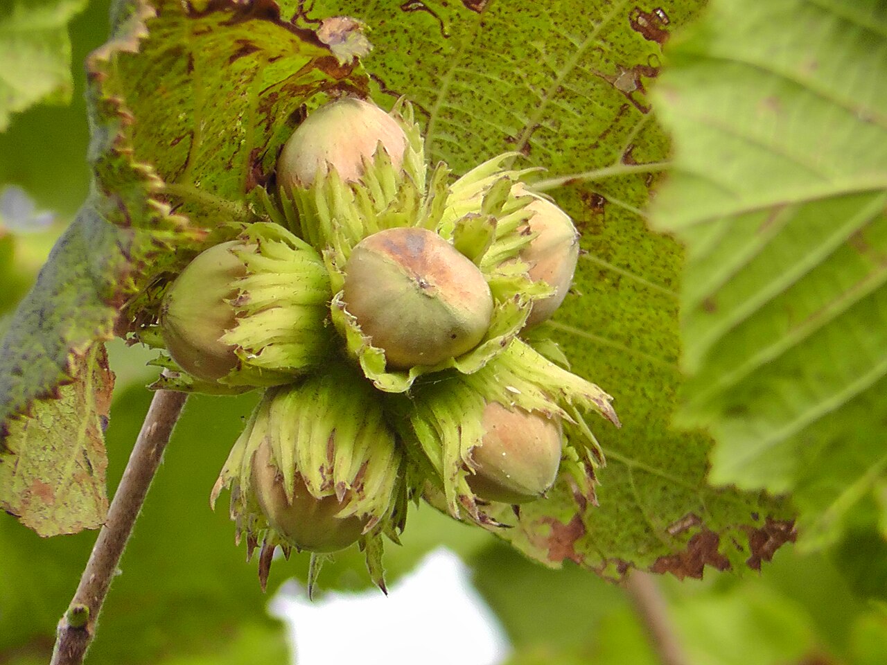 Lijeska (Corylus avellana) kao prirodni grm s više vodilica koje izrastaju iz baze