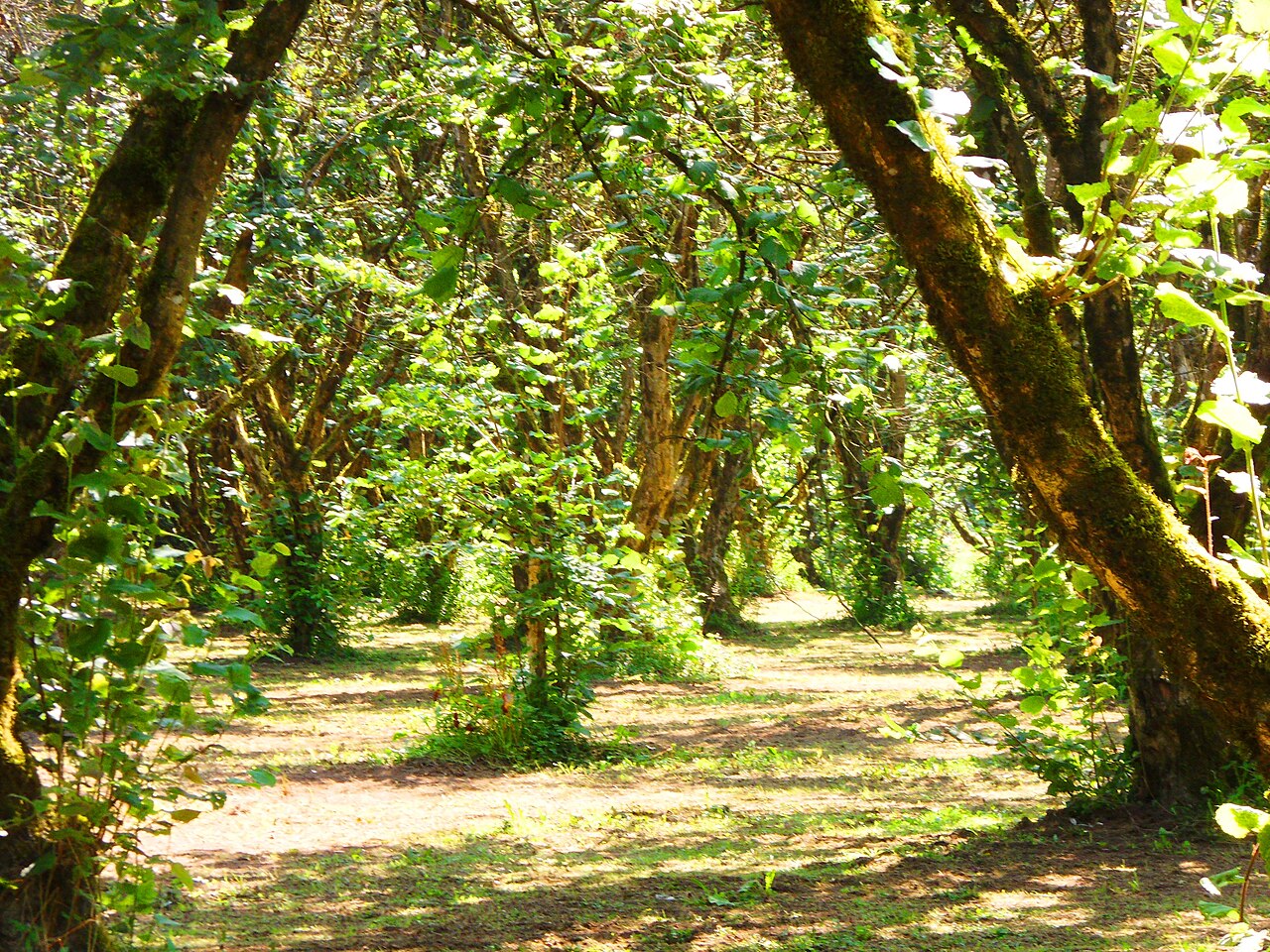 Sunlit hazelnut orchard path