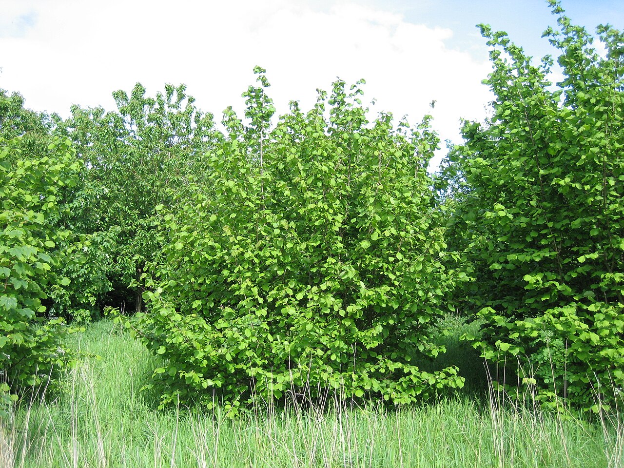 Hazelnut bushes in field