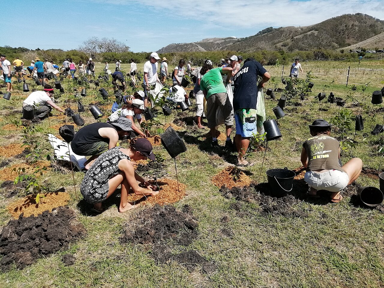 volunteers planting young trees