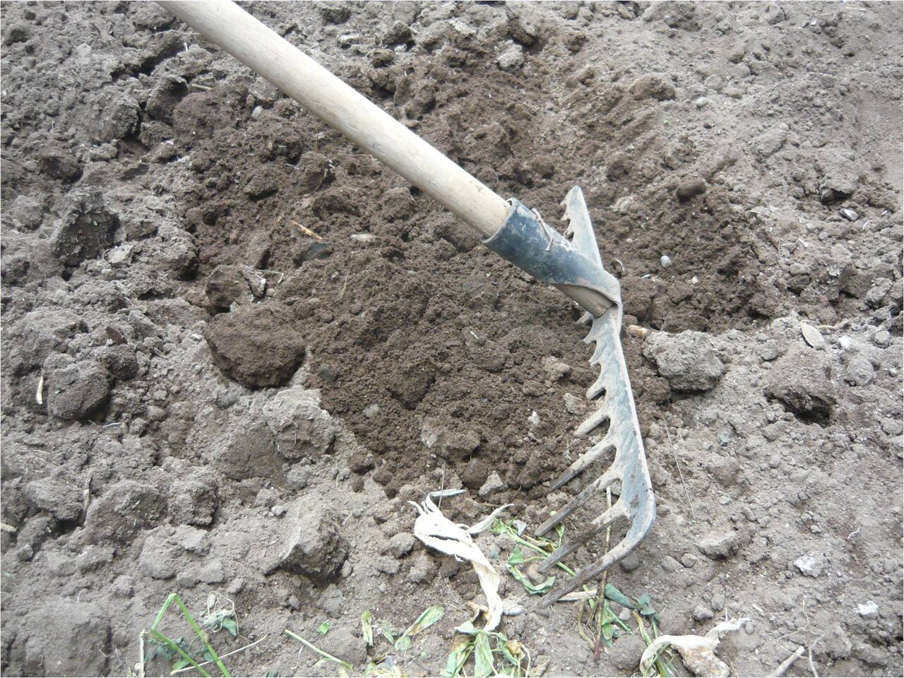 Garden rake in tilled soil