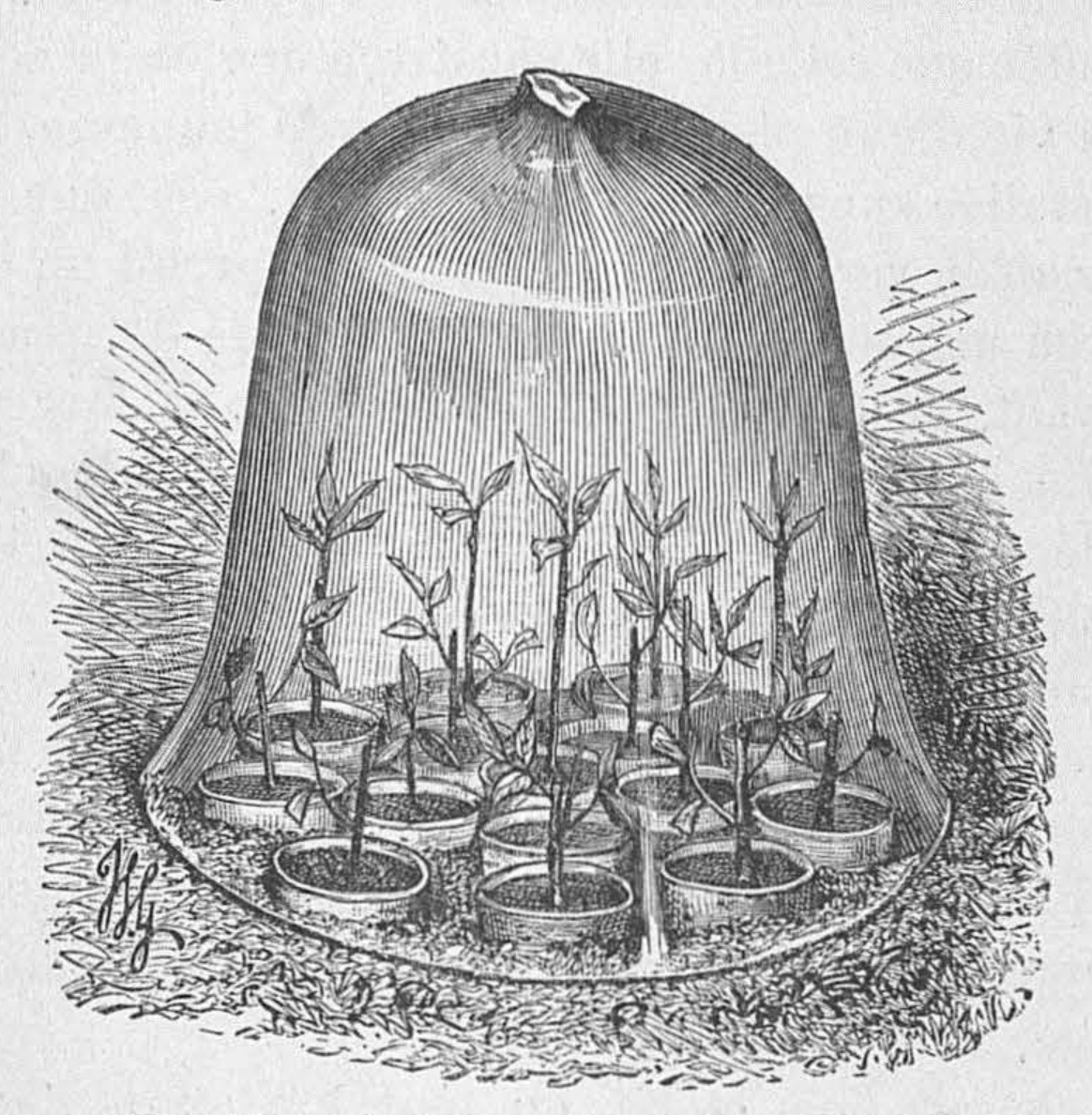seedlings under glass cloche