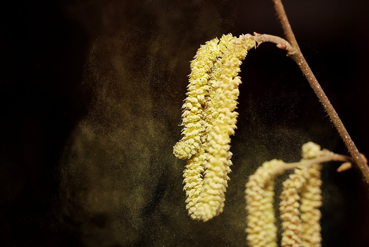 Hazel catkins releasing pollen