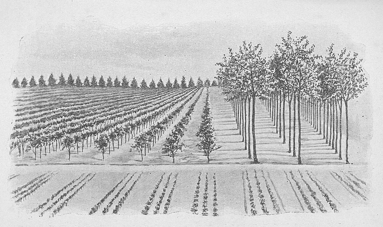 orchard planting layout illustration