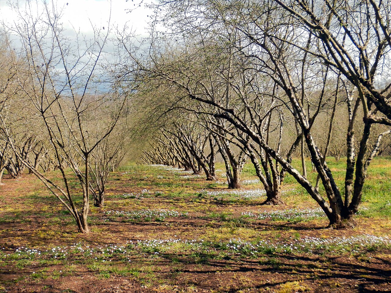 Hazel nut orchard rows
