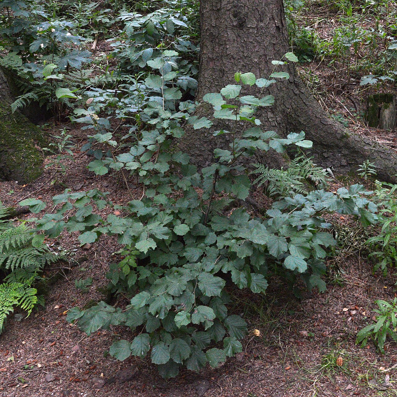 Hazel shrub growing in forest