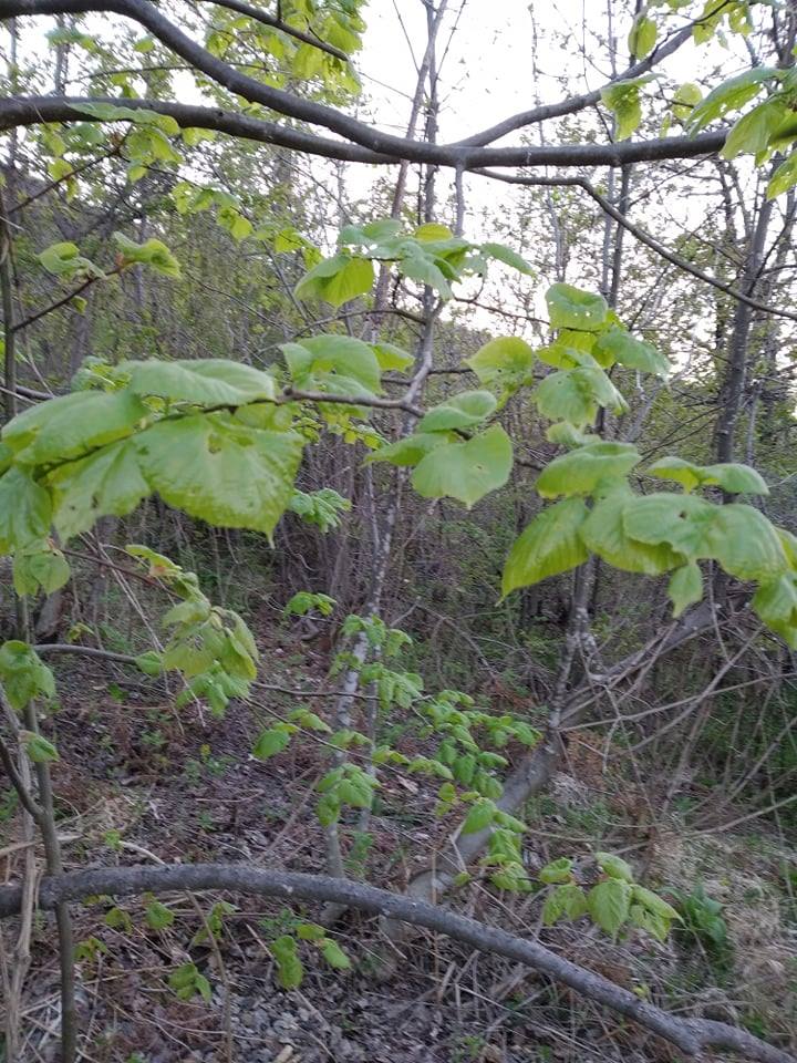 Young hazelnut tree in forest