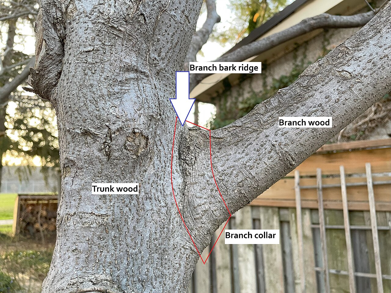 Tree branch pruning anatomy