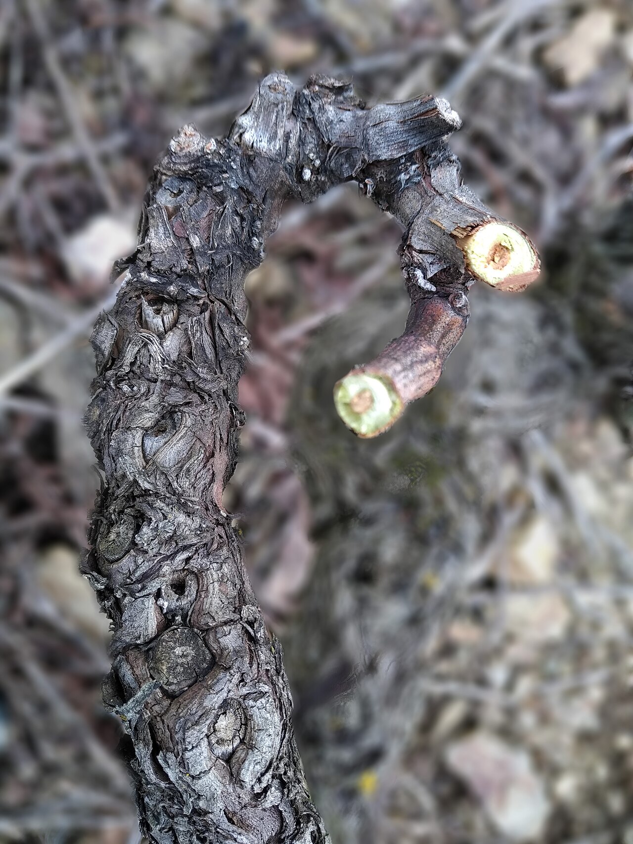 pruned old hazelnut branch