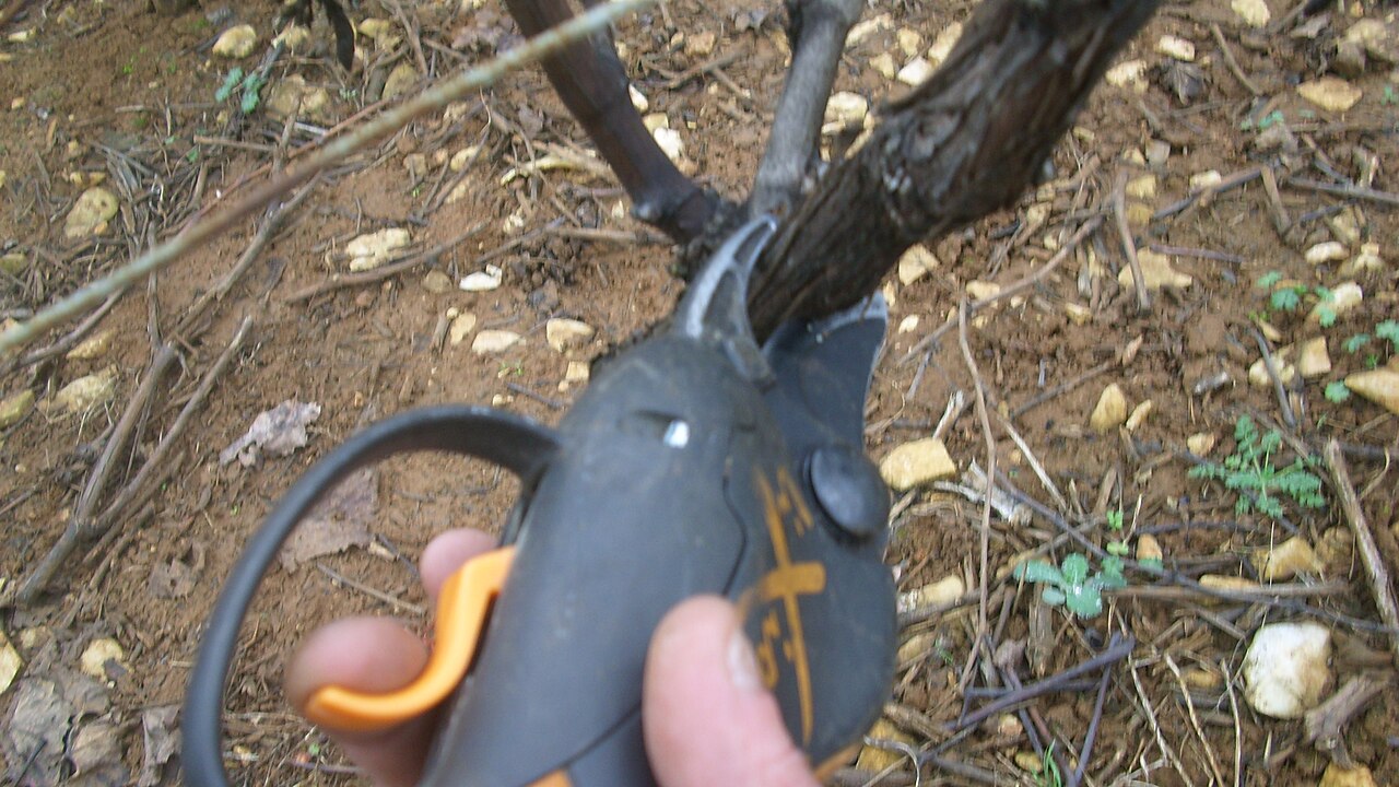 Mladi grm lijeske (Corylus avellana) s bujnim uspravnim izbojcima iz podnožja