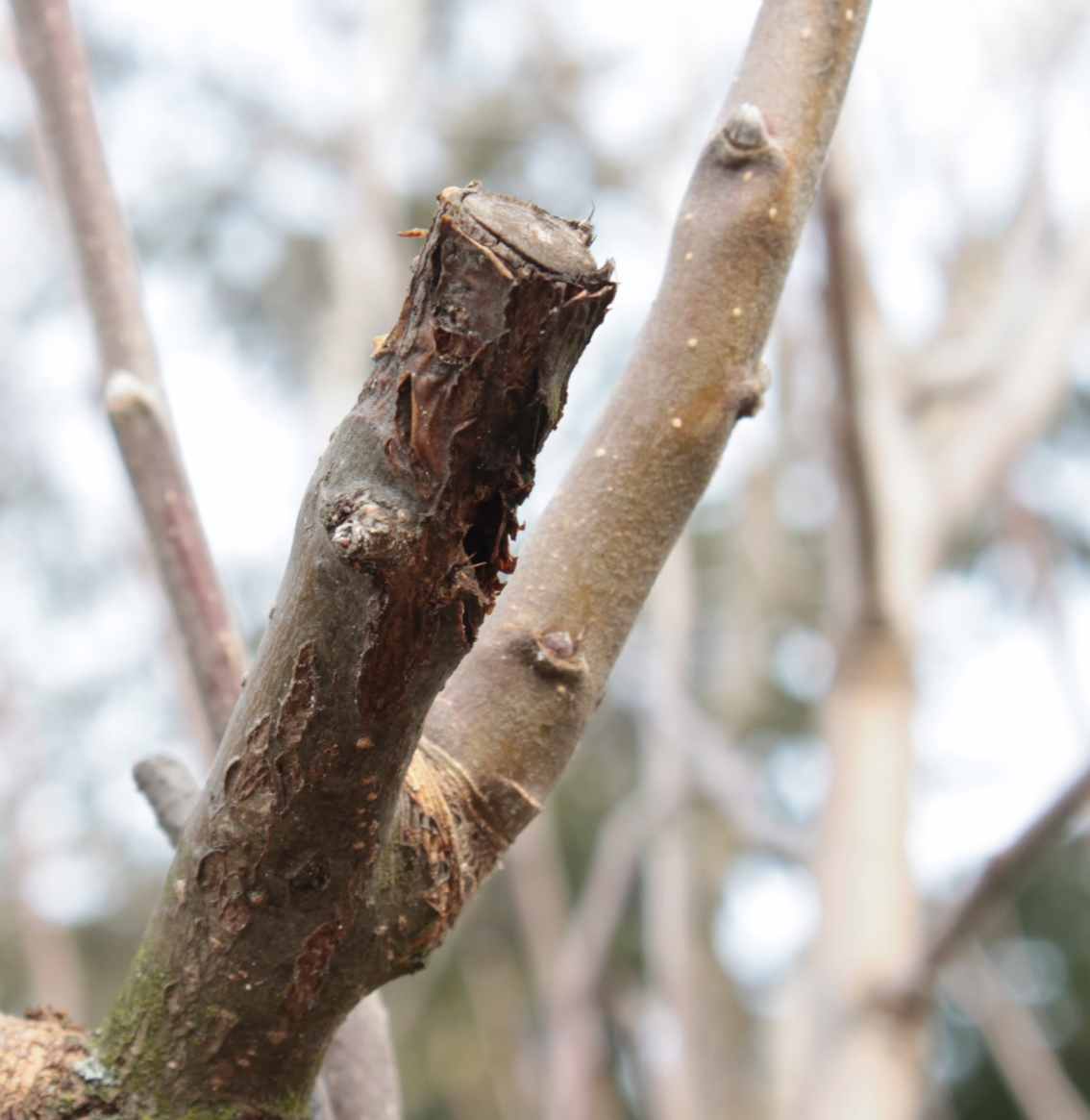 Pruned hazelnut branch