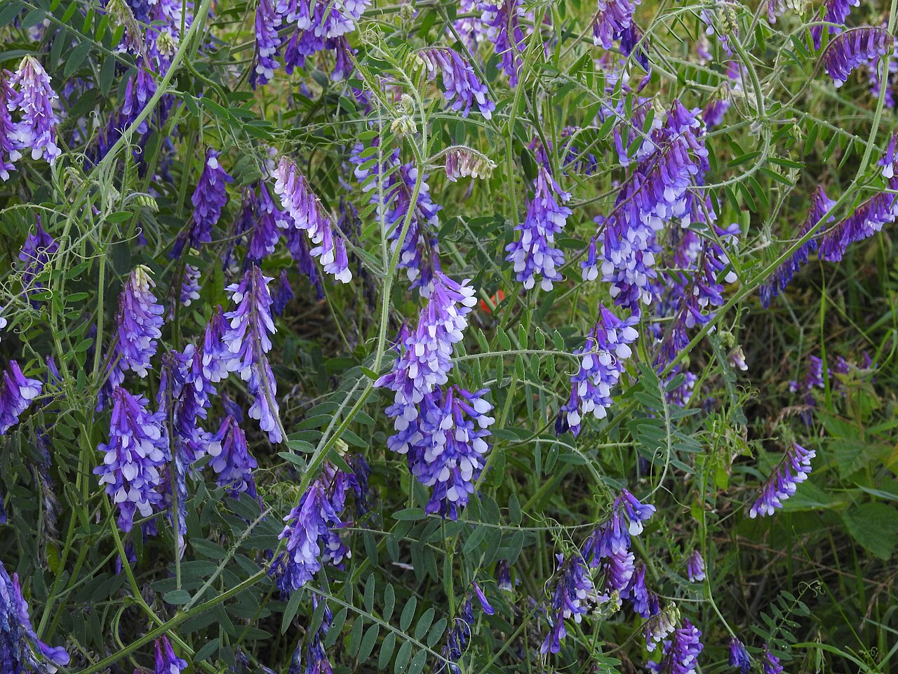 Cvjetna grahorica (Vicia villosa), mahunarka za zelenu gnojidbu