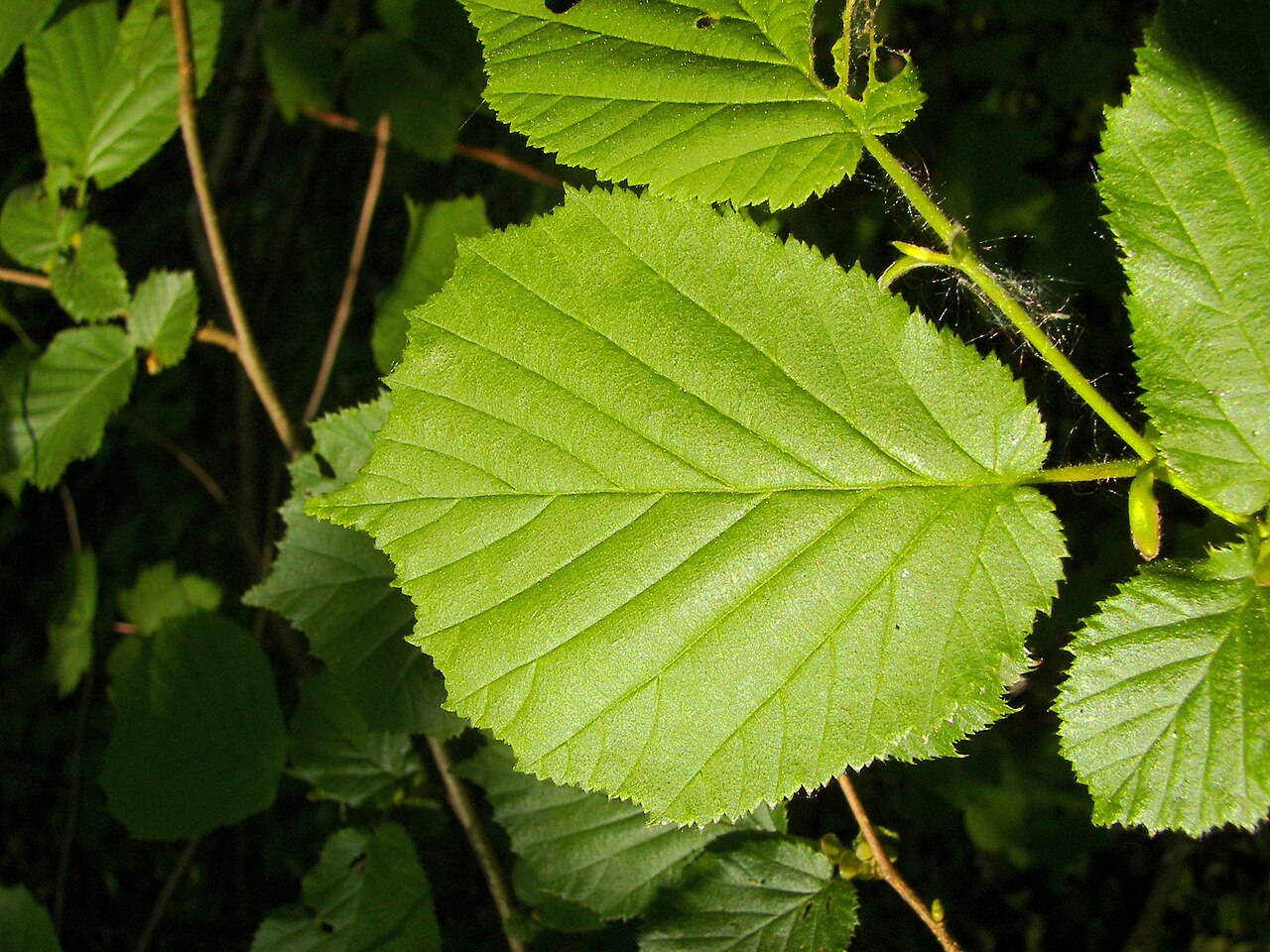Zdrav zelen list lijeske (Corylus avellana) — referentni izgled plojke i žila