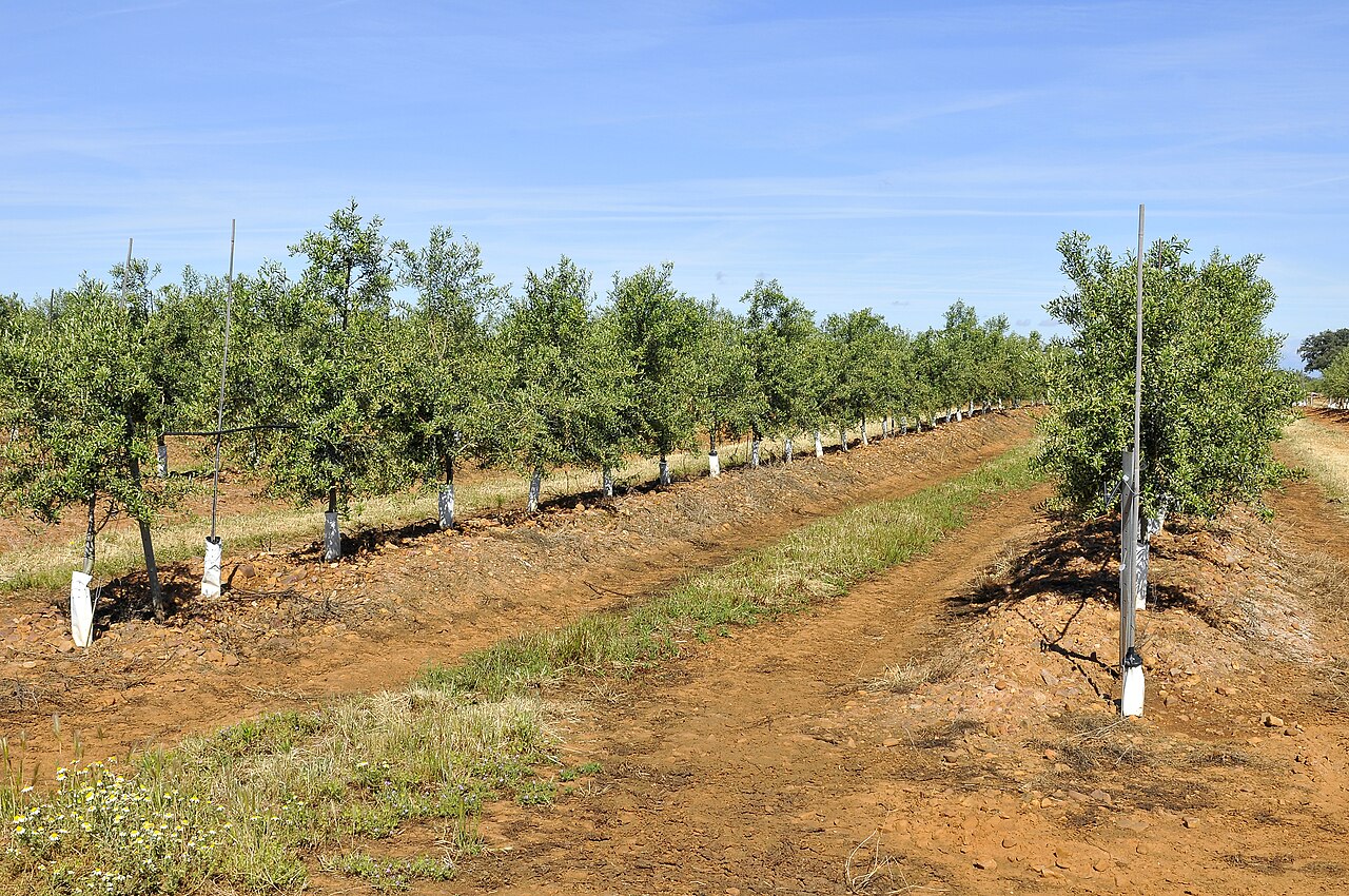 Irrigation system in hazelnut orchard