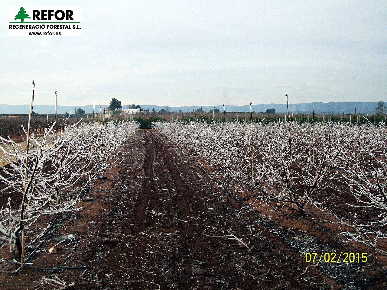 irrigation system in hazelnut orchard