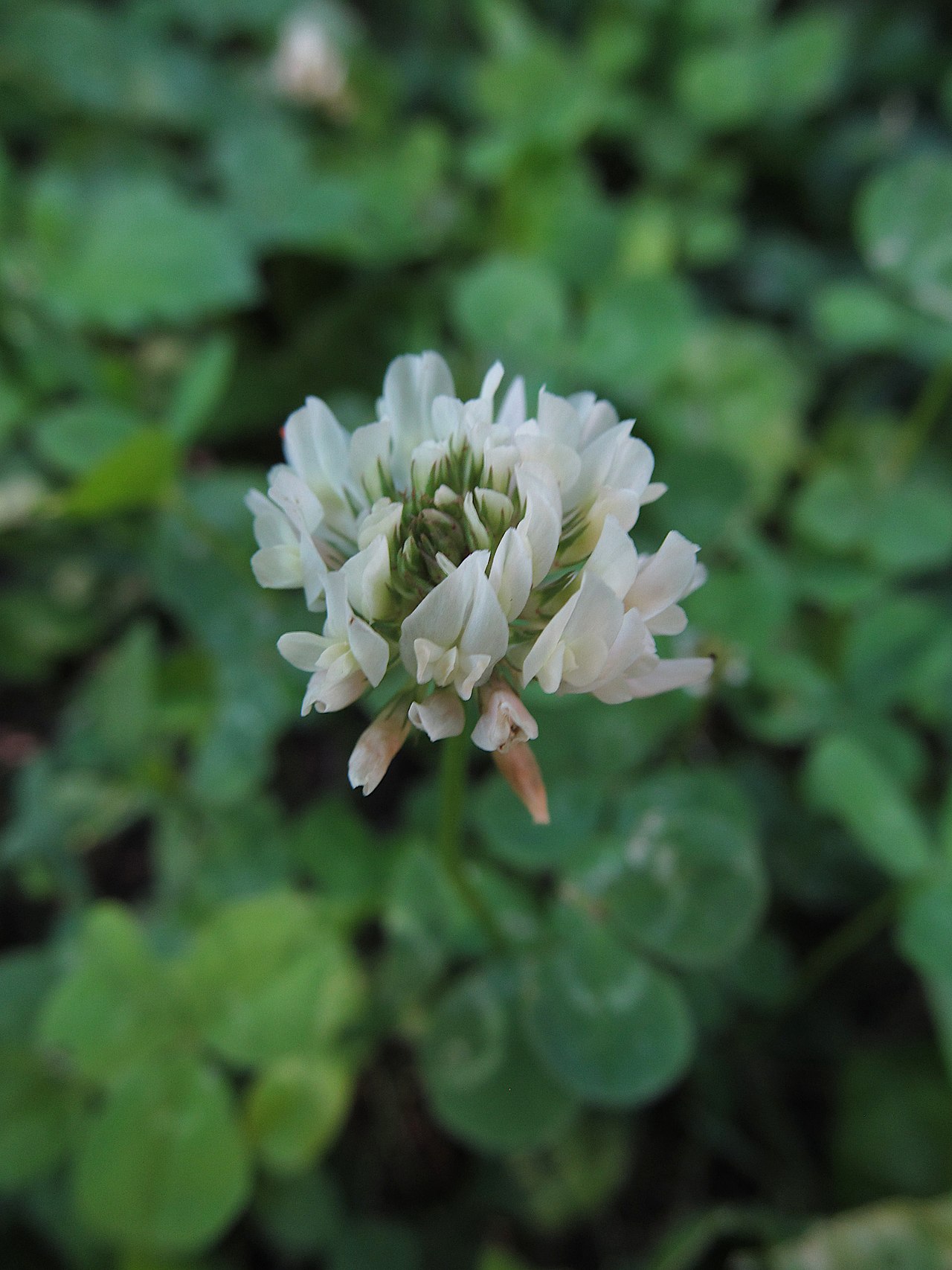 Bijela djetelina (Trifolium repens), čest dio travno-djetelinskih smjesa za zatravljivanje