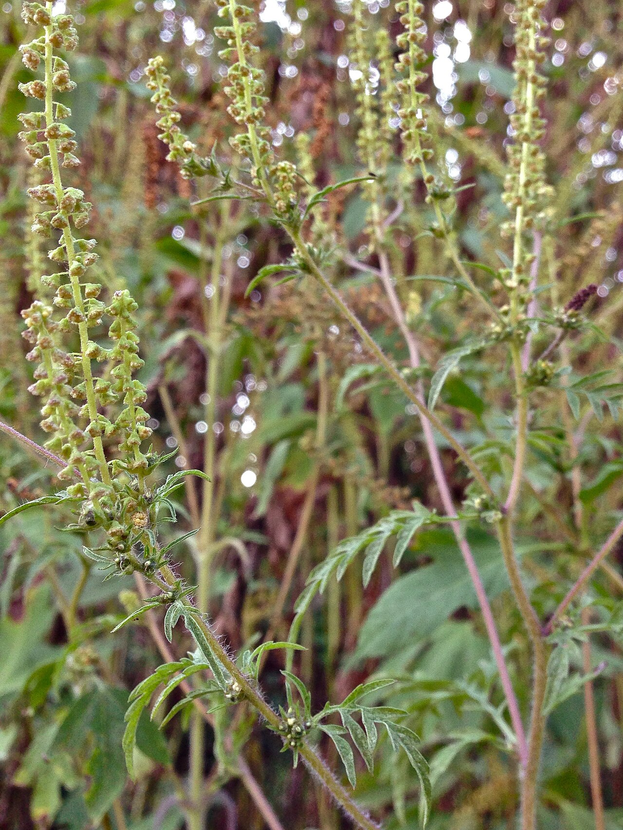 Ambrozija (Ambrosia artemisiifolia), korov kod kojeg je u Hrvatskoj utvrđena otpornost na ALS-herbicide