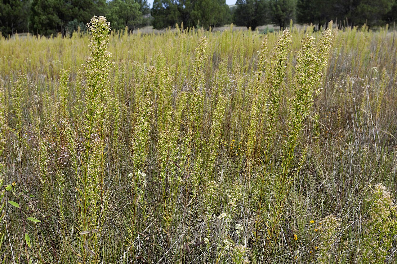Kanadska hudoljetnica (Conyza canadensis), korov s potvrđenim biotipovima otpornima na glifosat
