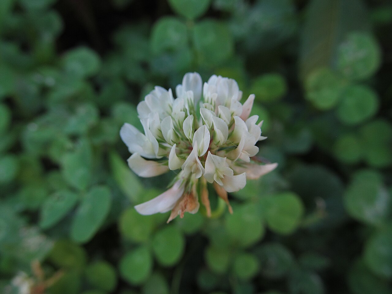 Bijela djetelina (Trifolium repens), leguminoza za fiksaciju dušika u pokrovnom usjevu
