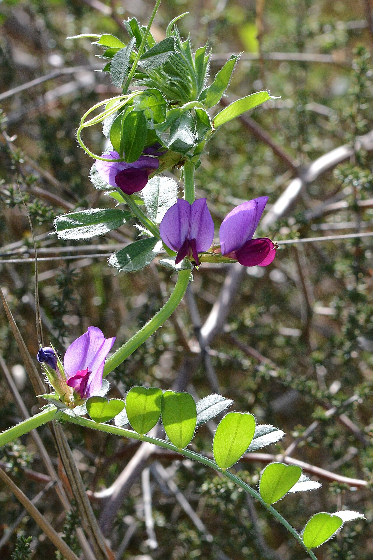 Grahorica (Vicia sativa), mahunarka za zelenu gnojidbu i suzbijanje korova