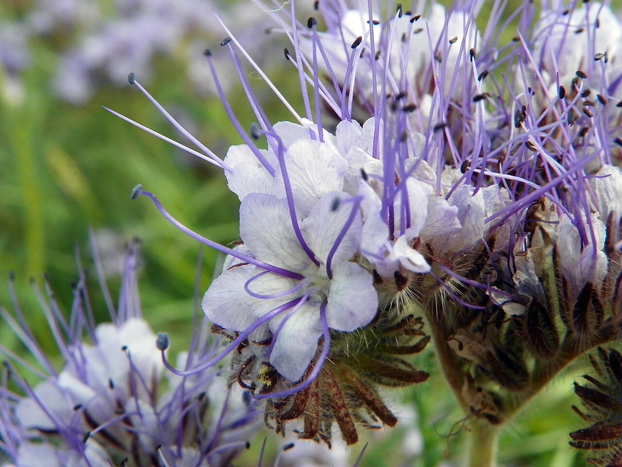 Facelija (Phacelia tanacetifolia) u cvatu, brzi pokrovni usjev i paša za oprašivače