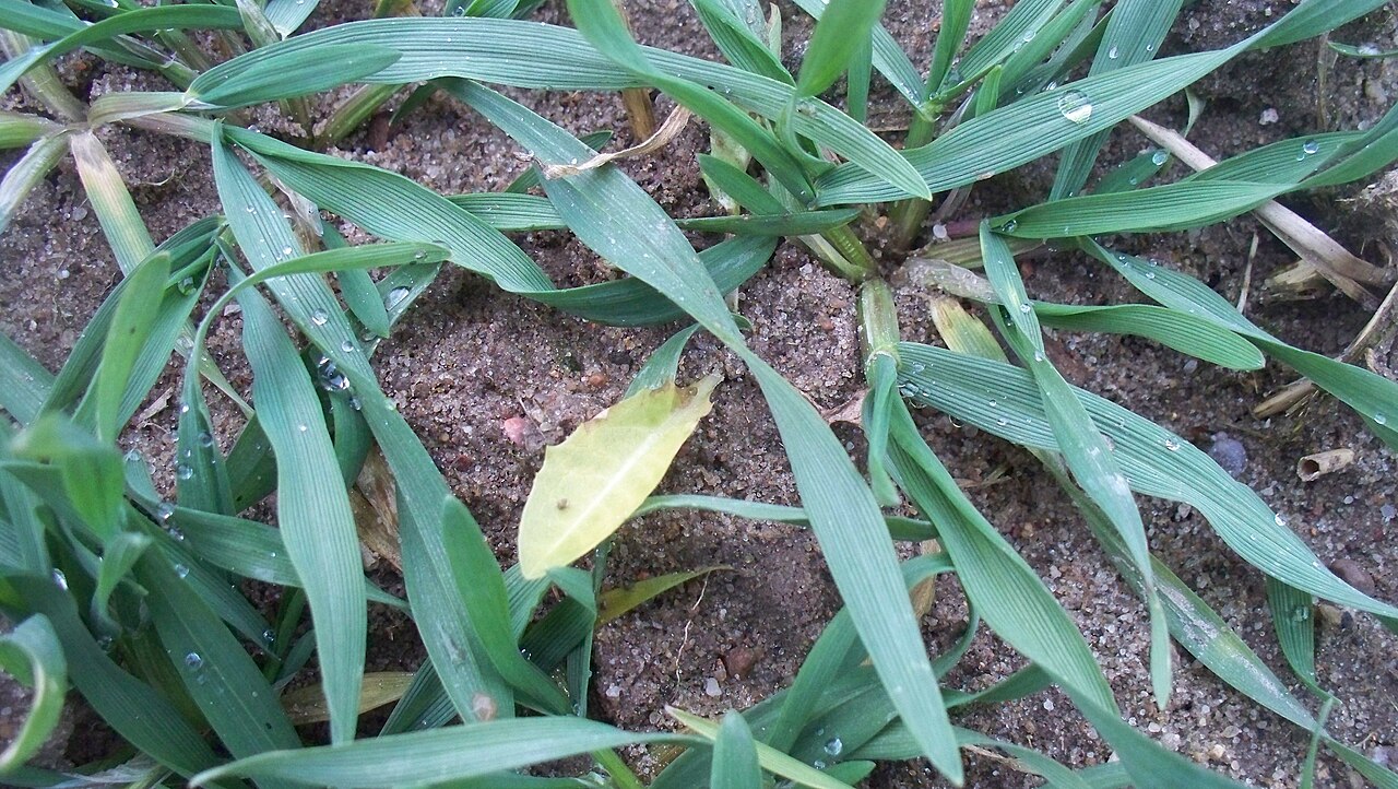 Travni korov oštećen primjenom herbicida — vidljivo žućenje i sušenje listova