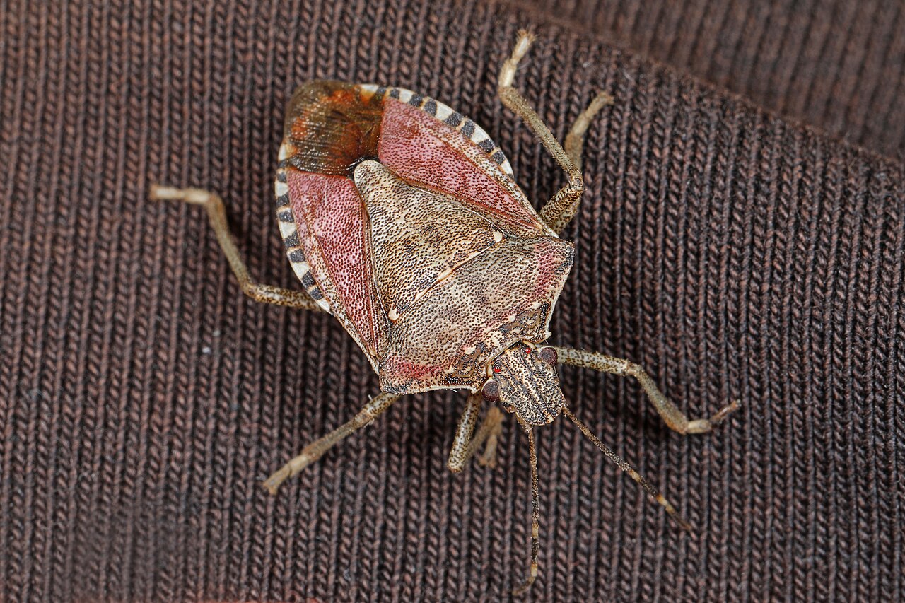 Odrasla smeđa mramorirana stjenica (Halyomorpha halys) na listu