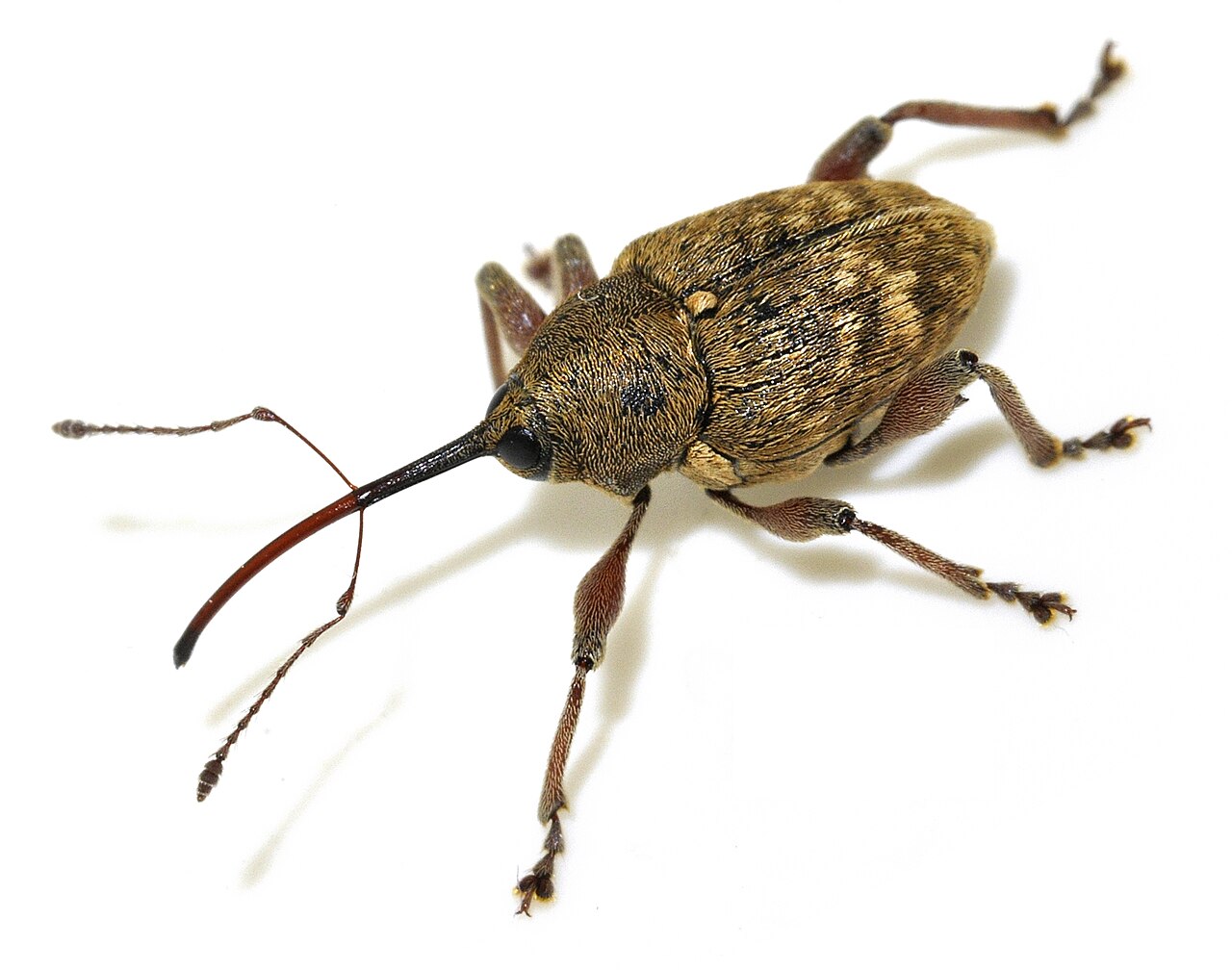 Odrasli ljeskotoč (Curculio nucum), pipa s karakterističnim dugim rilom