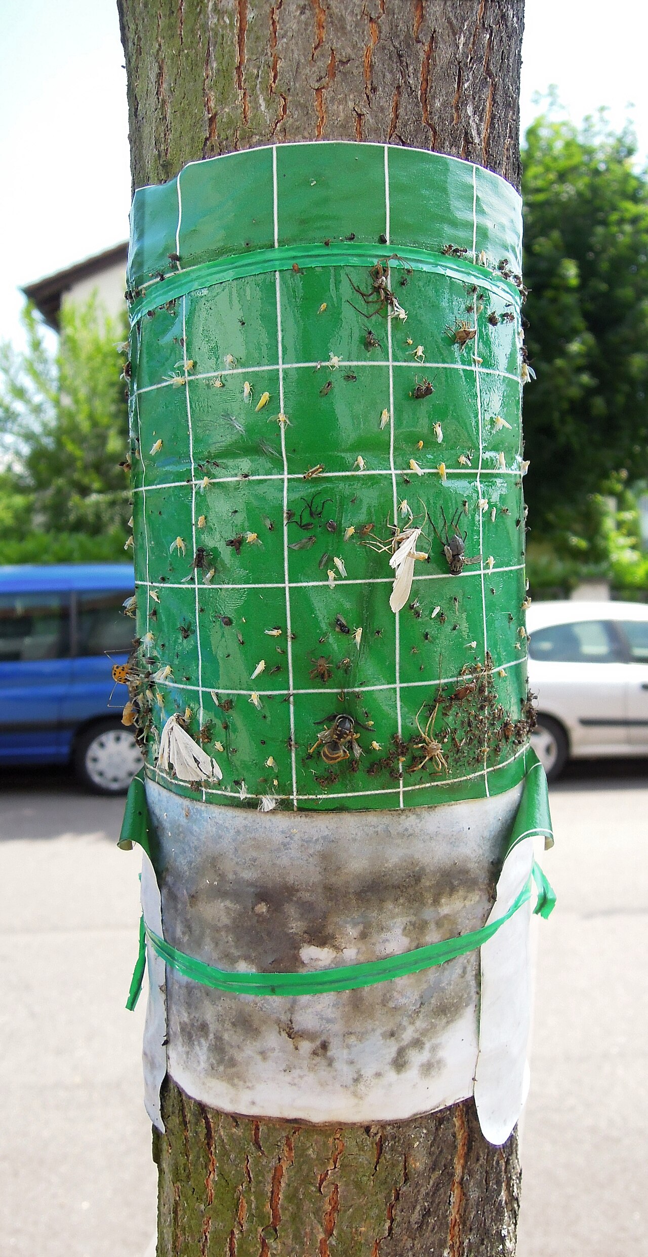 Insect trap on tree trunk