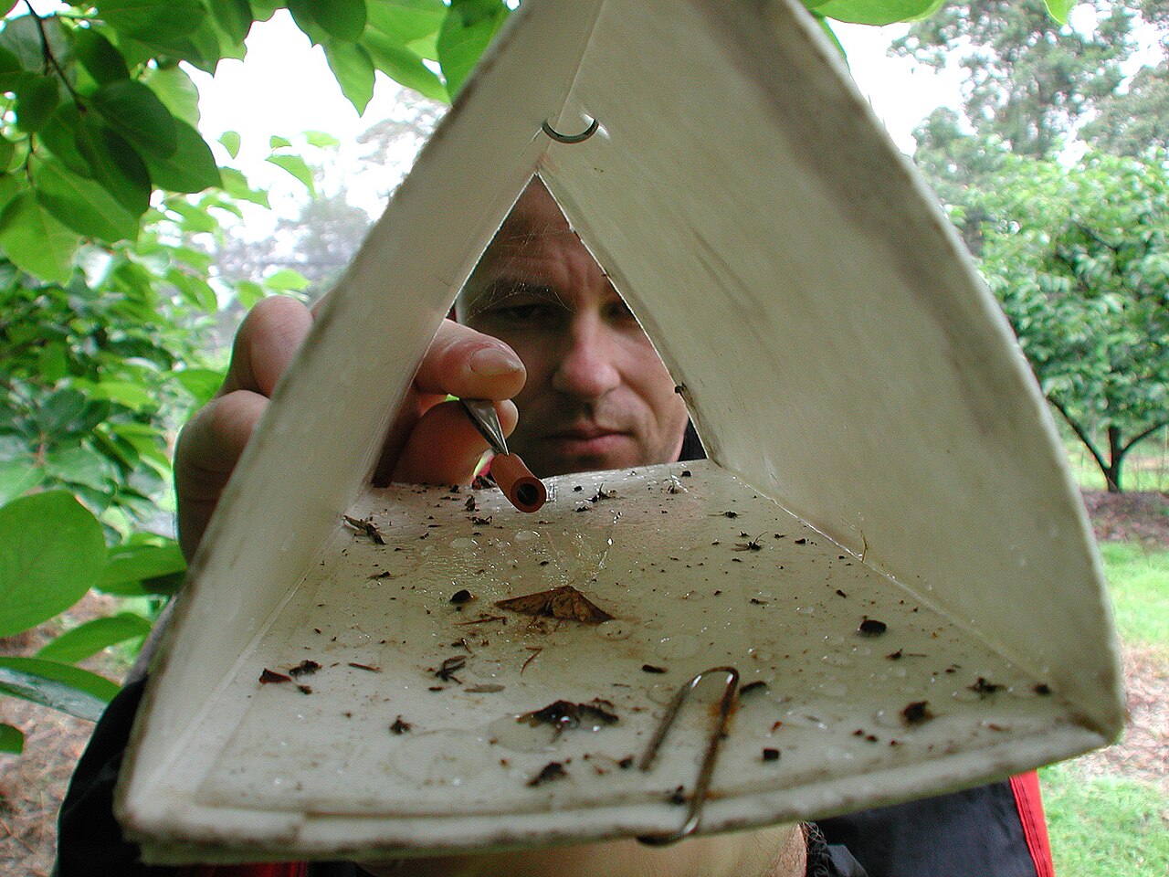 man inspecting insect trap