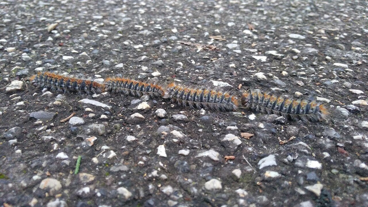 hazelnut caterpillar pests