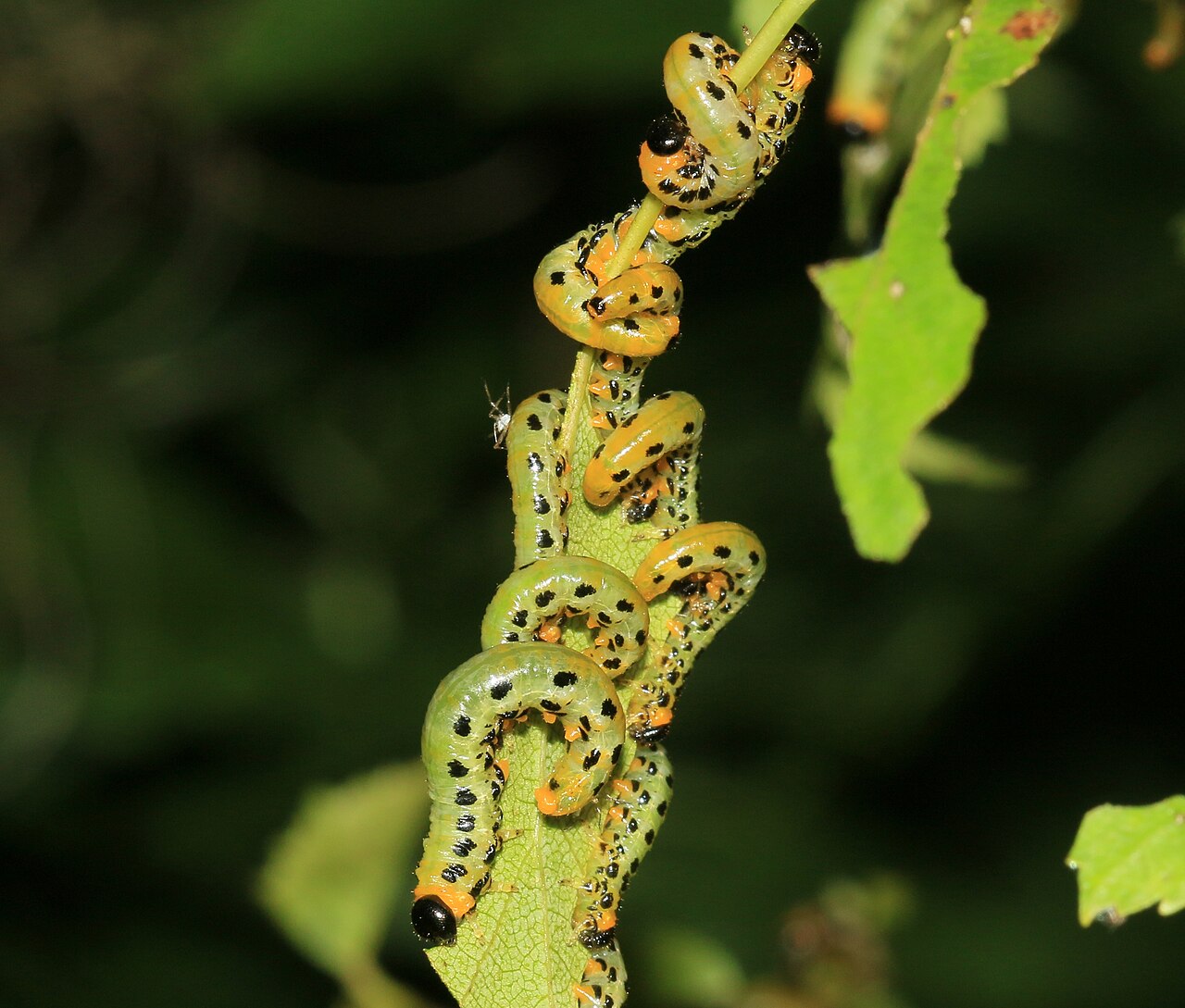 Caterpillars on hazelnut leaf