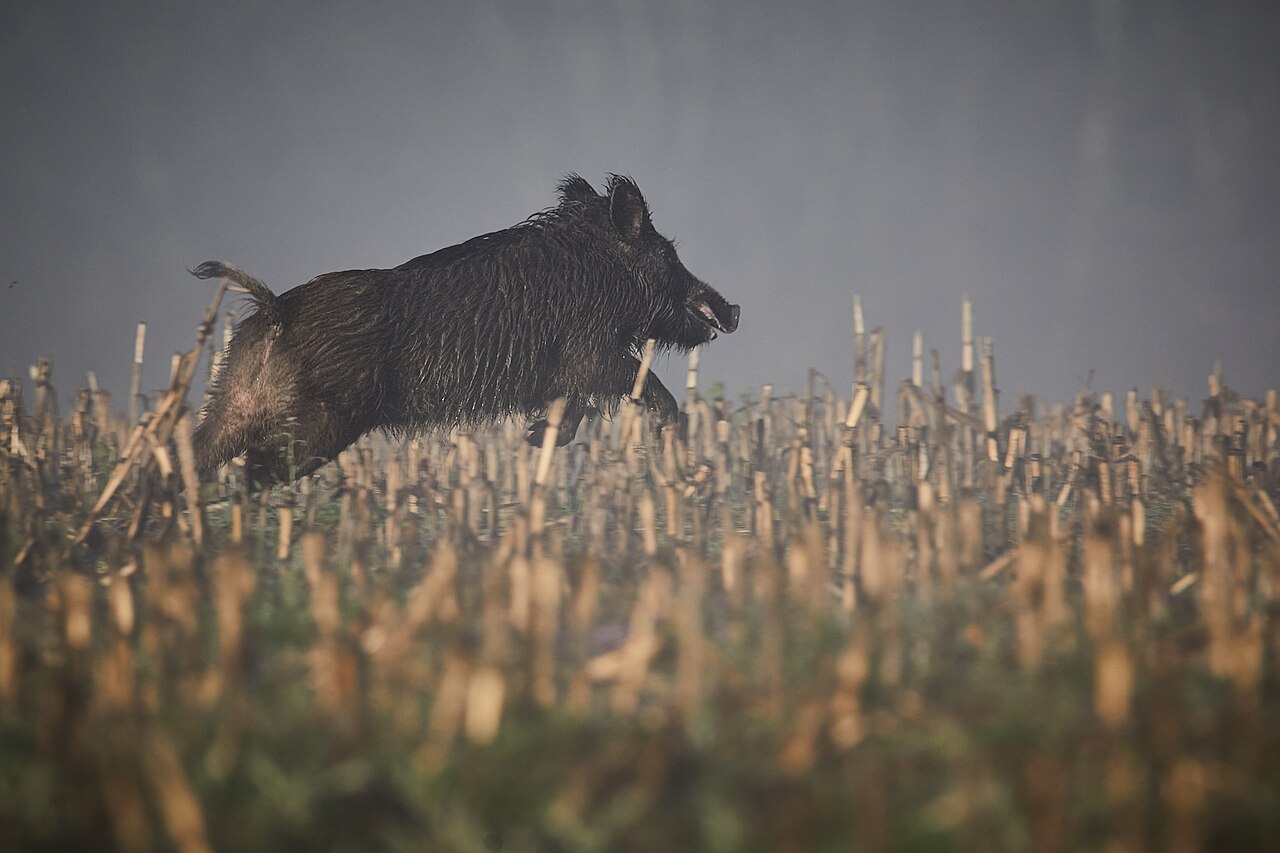 Divlja svinja (Sus scrofa) u prirodnom okruženju