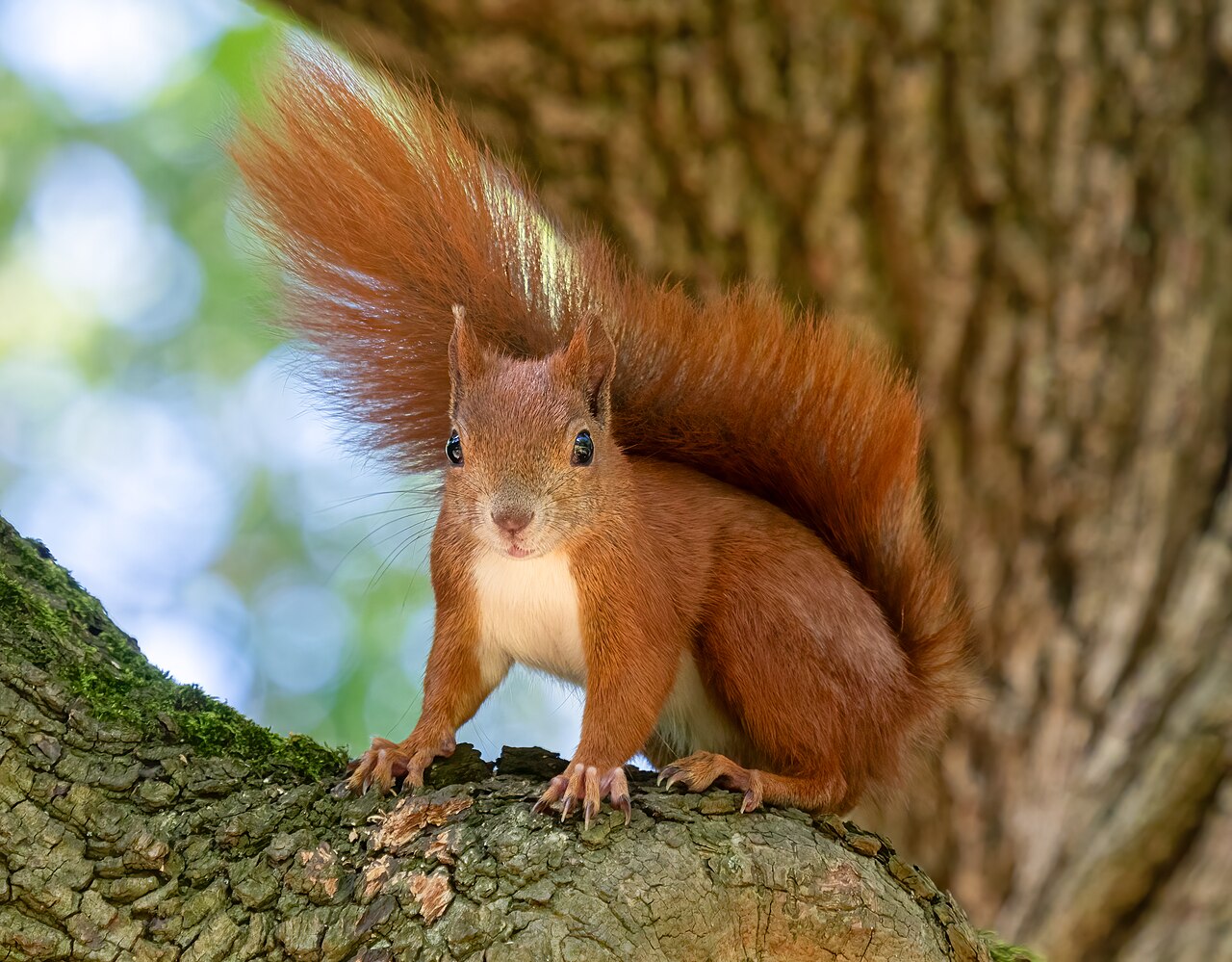 Vjeverica (Sciurus vulgaris), najveći kradljivac plodova lijeske