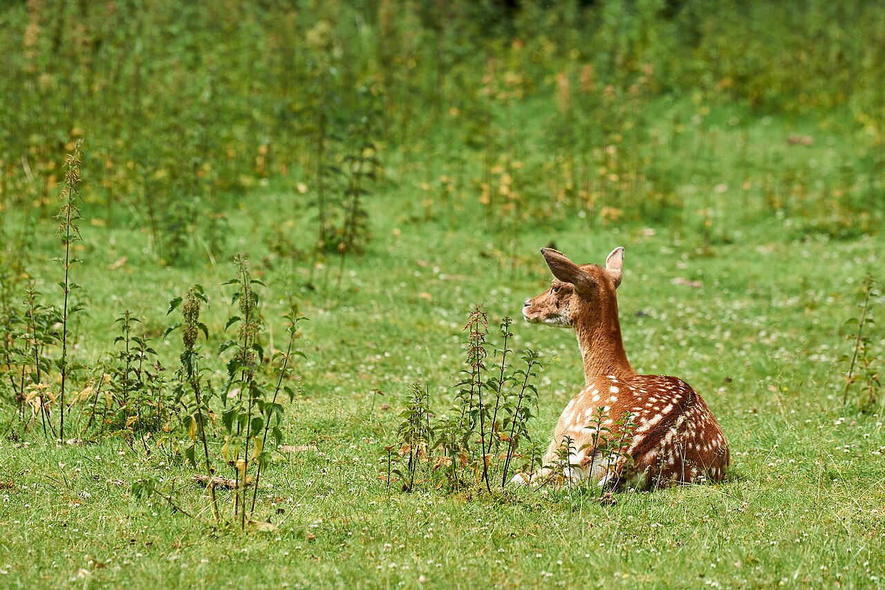 Srna (Capreolus capreolus), brsti mlade izboje i vrhove