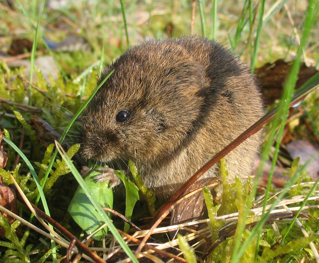 Poljska voluharica (Microtus arvalis), glodavac koji oštećuje koru i korijen