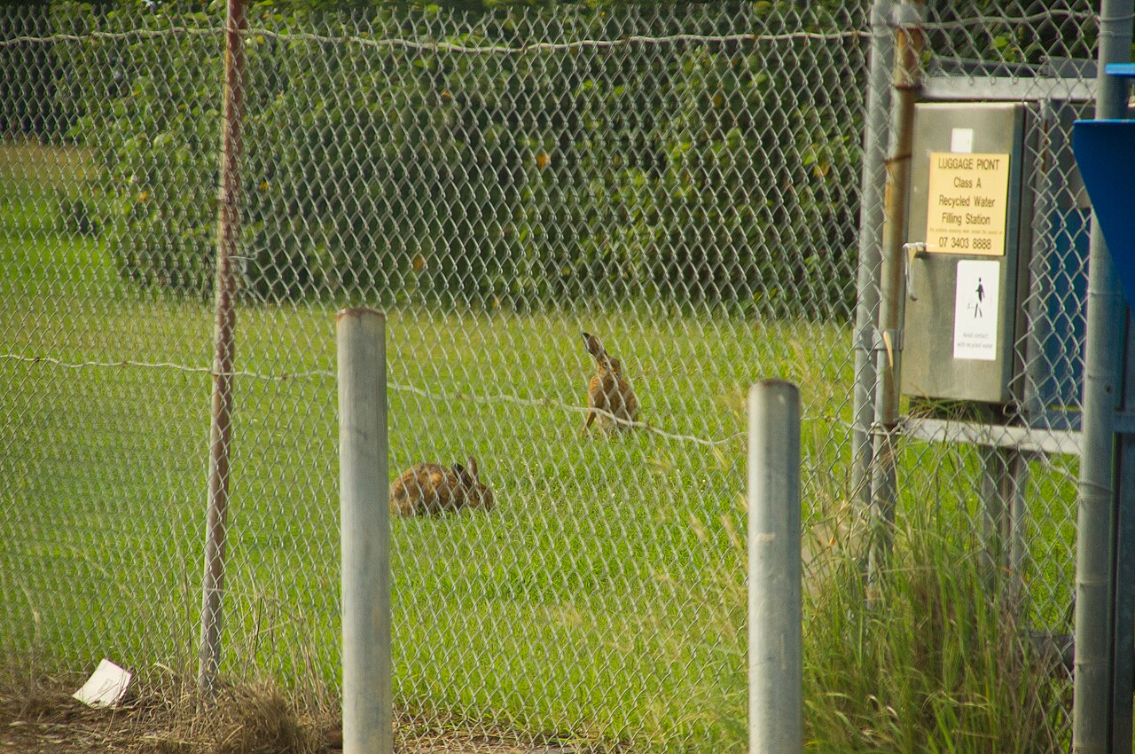 Europski zec (Lepus europaeus), obrštava mlade izboje i guli koru