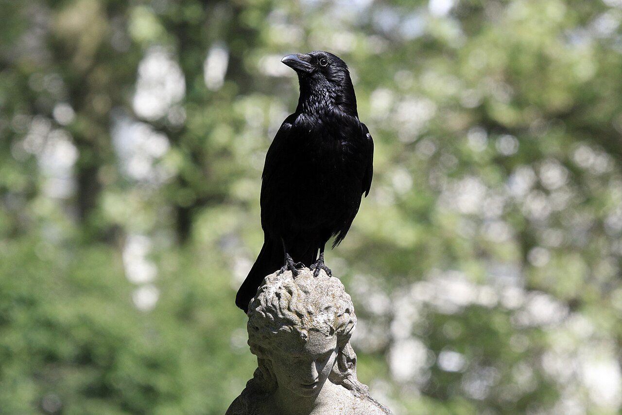 Vrana (Corvus corone), oštećuje plodove kljucanjem