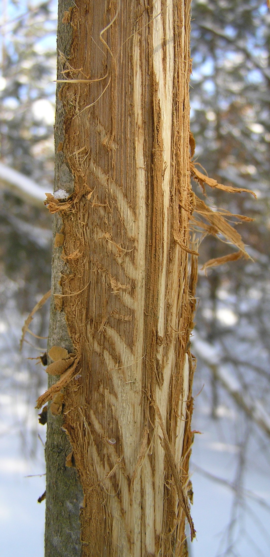 Tree bark damage from wildlife