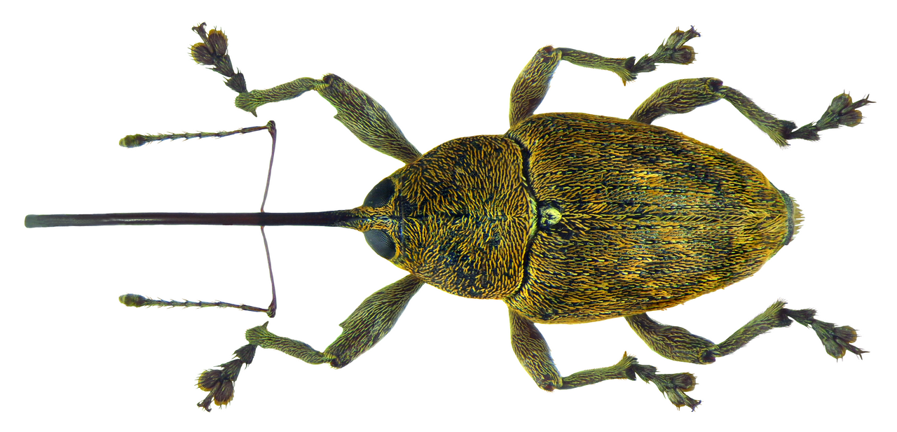 Curculio nucum weevil