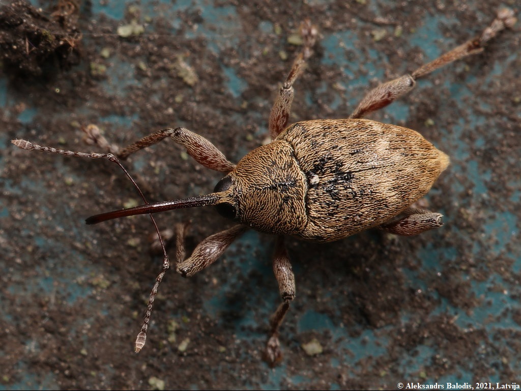 Curculio nucum weevil on hazelnut