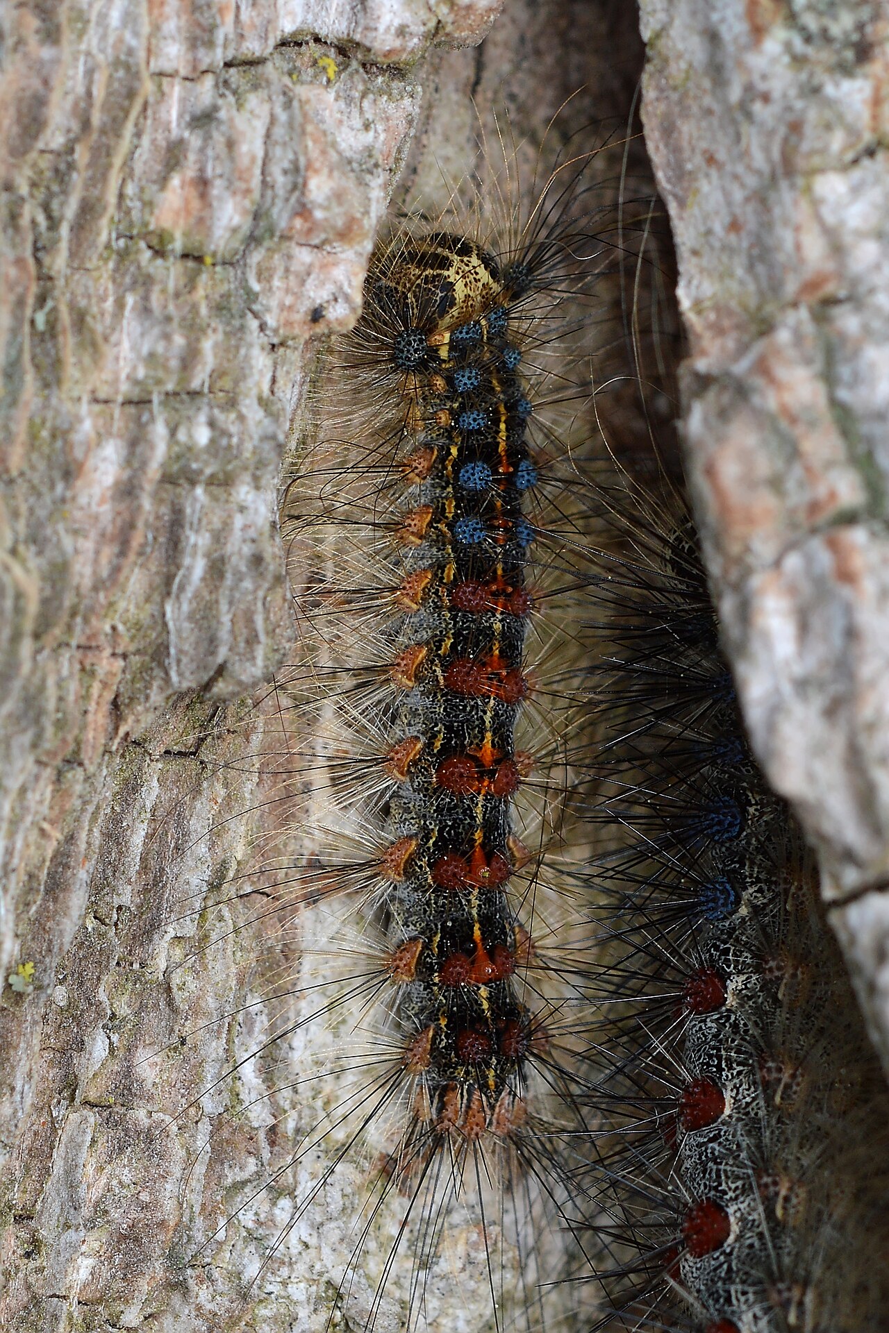 Gusjenica gubara (Lymantria dispar) s parovima plavih i crvenih bradavica na leđima