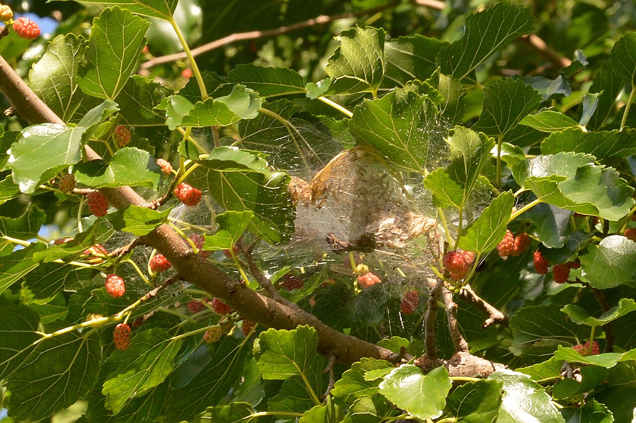 Bijelo paučinasto gnijezdo američkog bijelog leptira (Hyphantria cunea) na vrhu grane
