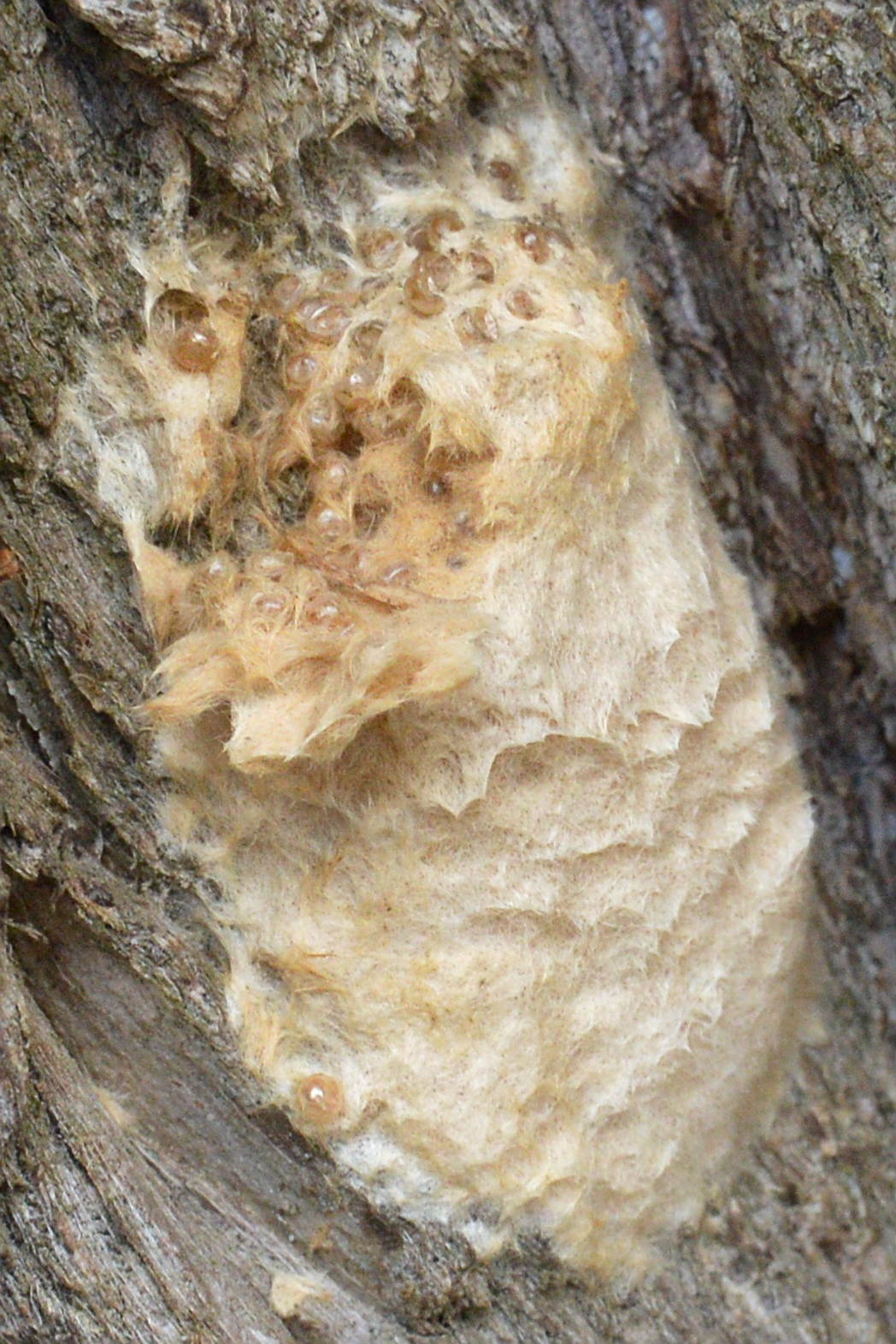 Gubarevo leglo (Lymantria dispar) prekriveno žućkasto-smeđim dlačicama na kori