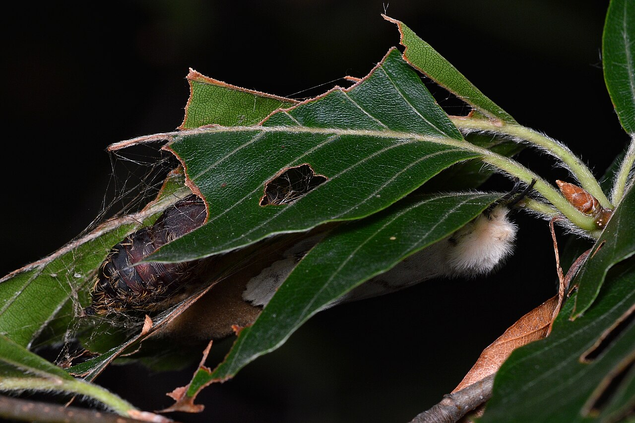 Defoliating caterpillar on leaf
