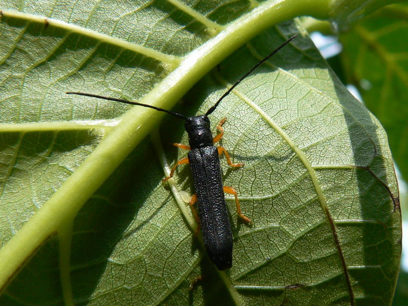 Odrasla ljeskova strizibuba (Oberea linearis) — usko crno tijelo i žute noge