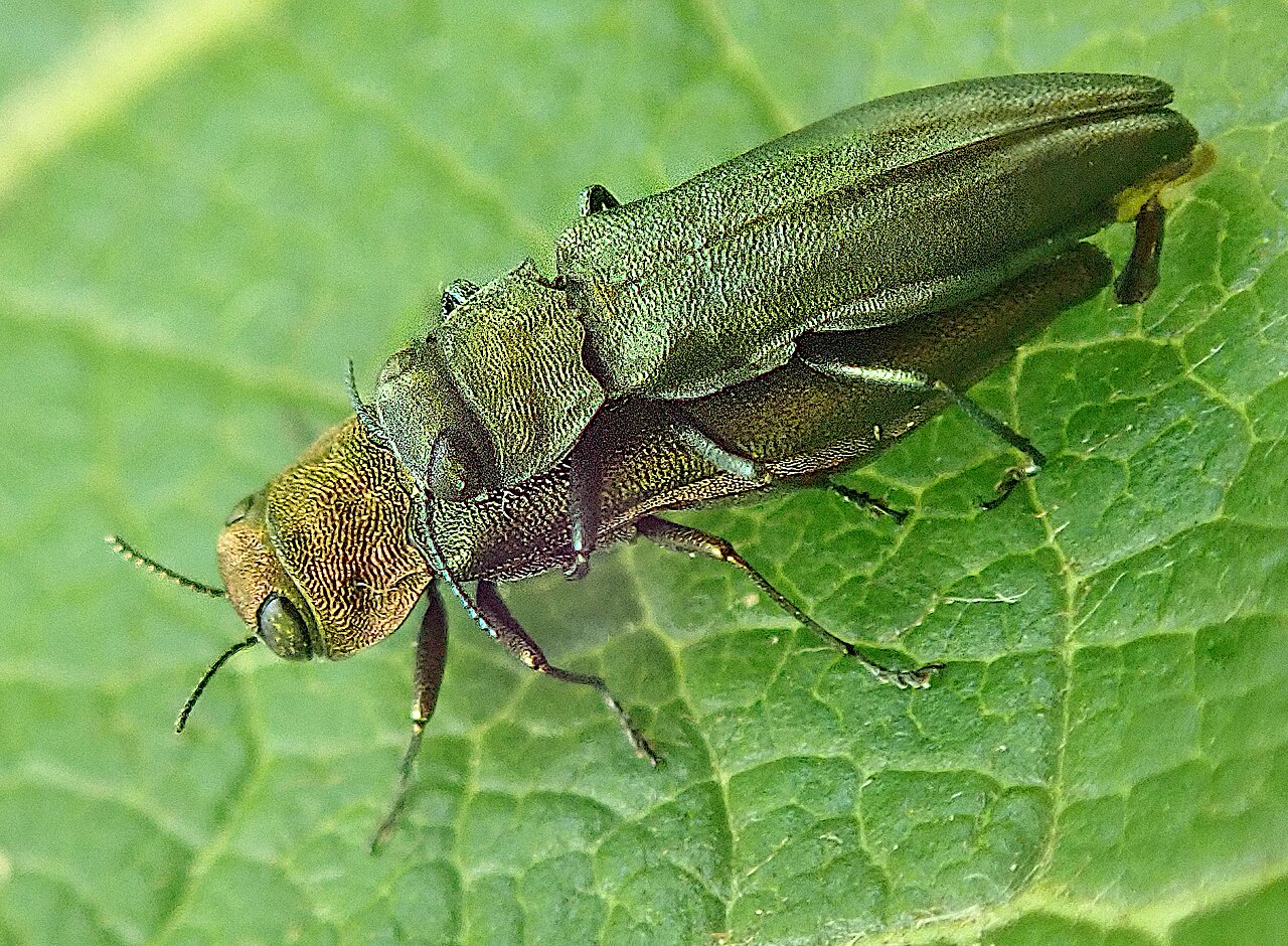 Bakrenasti krasnik (Agrilus viridis) — metalno sjajni kornjaši čije ličinke buše hodnike u drvu
