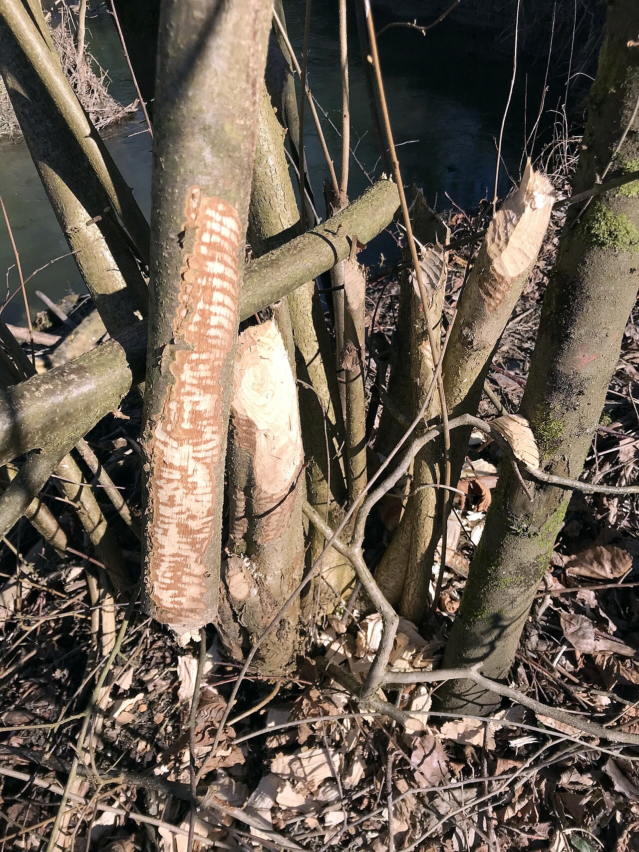 Damaged hazelnut tree trunks