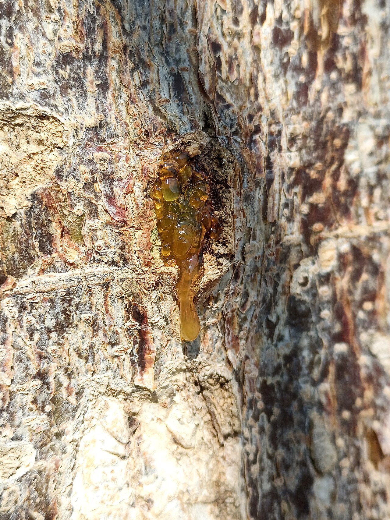 Tree trunk with amber resin oozing